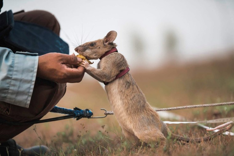 Image: Magawa, a mine-sniffing rat, in Siem Reap, Cambodia