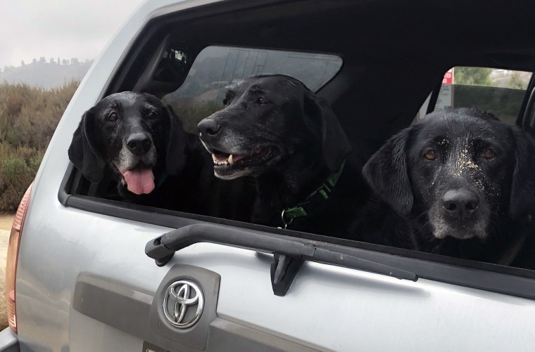 Three black Labrador retrievers smile from the back of a car.