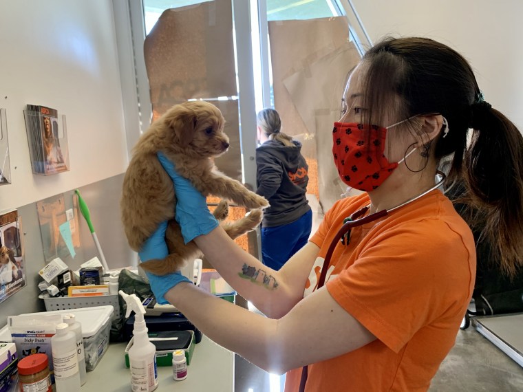 A puppy gets loving care at an animal clinic.