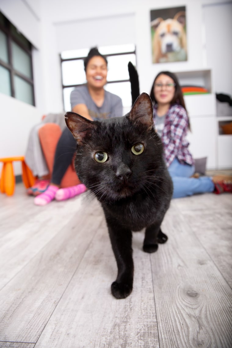 A black cat runs toward the camera.