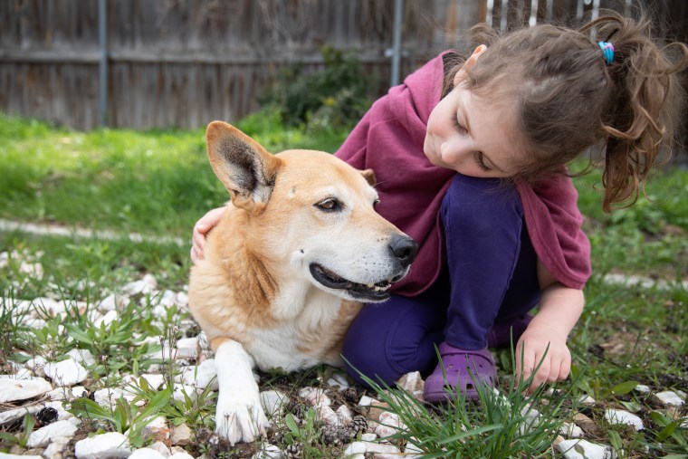 A child pets a senior corgi.