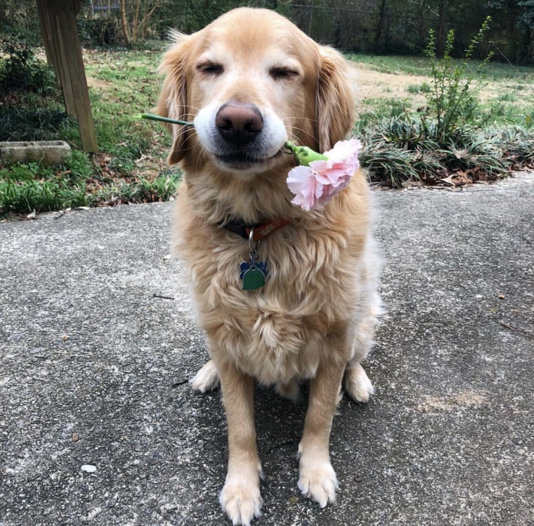 A golden retriever named Charlie holds a carnation in his mouth.