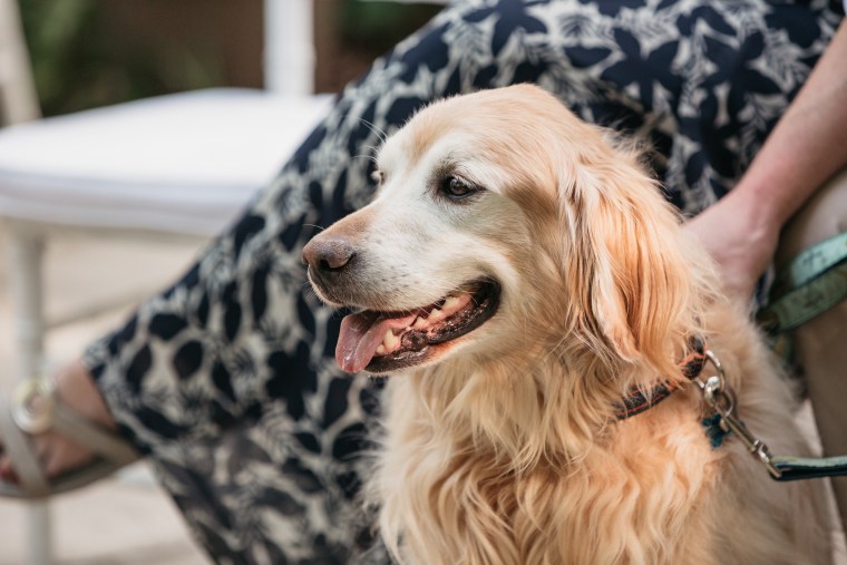 Charlie's obituary shares whimsical details about his life, such as, "Charlie always loved going to his Grandma and Grandpa's house, where he would get treats, chase squirrels, and pee everywhere cousin Captain peed."