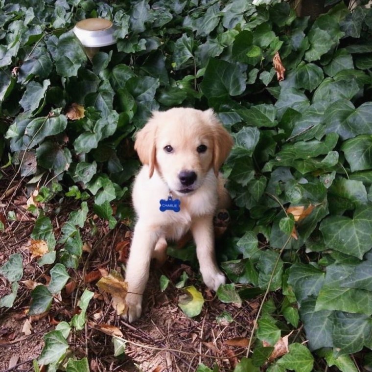 Charlie as a puppy