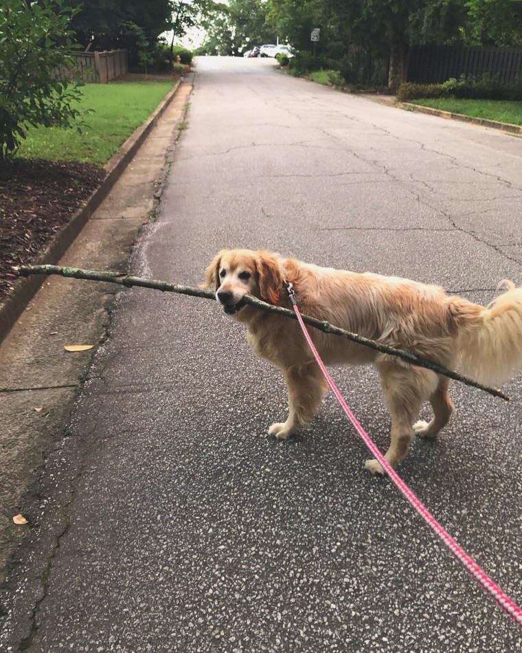 Charlie takes a walk with a giant stick in his mouth.