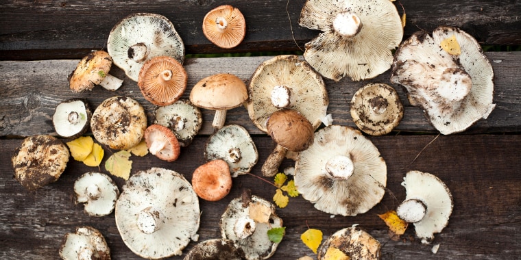 An assortment of wild mushrooms