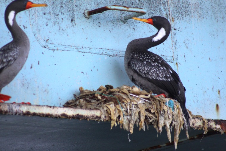 A recent study found that all cormorant nests in Mejillones Bay had at least some plastic.