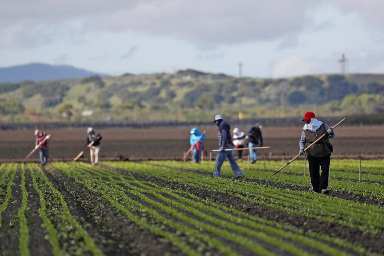 Migrant workers clean fields in the Salinas Valley in California on March 30, 2020.