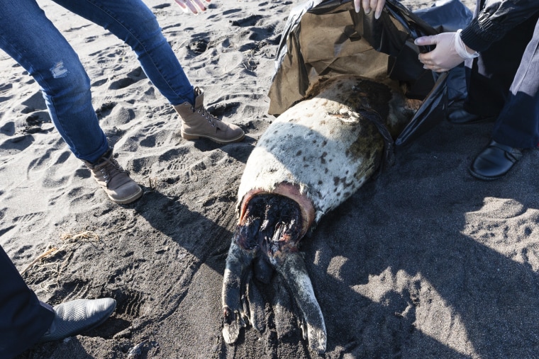 A dead larga seal lies on the shore of the Khalaktyrsky Beach, Kamchatka Region, Russia, on Oct. 3, 2020.