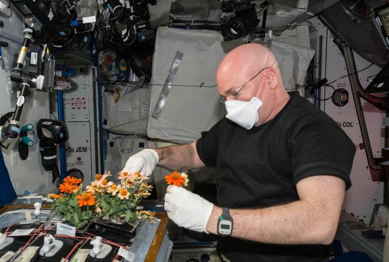 Kelly tends to the flowers on the International Space Station.