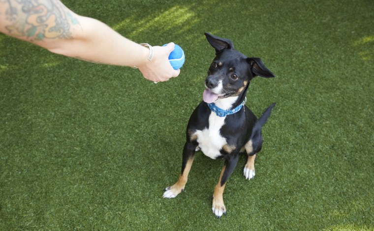 A dog smiles at a ball