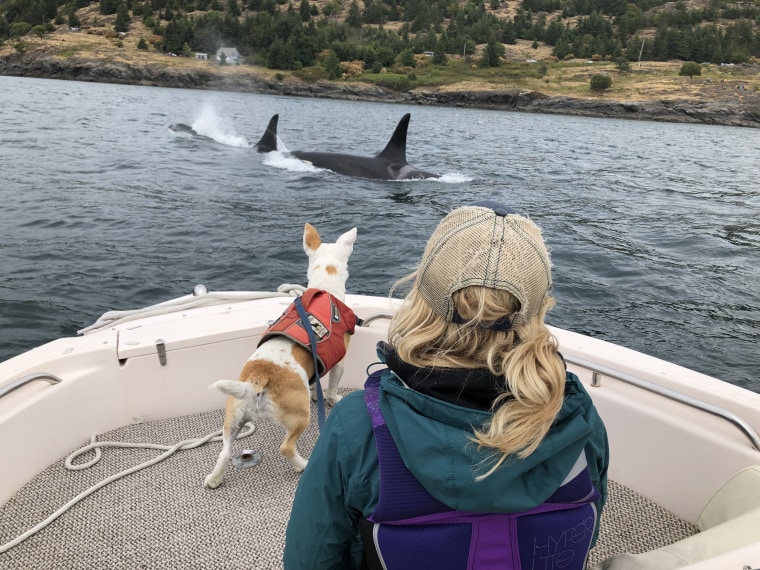 Whales pass by a boat with a dog and a researcher.