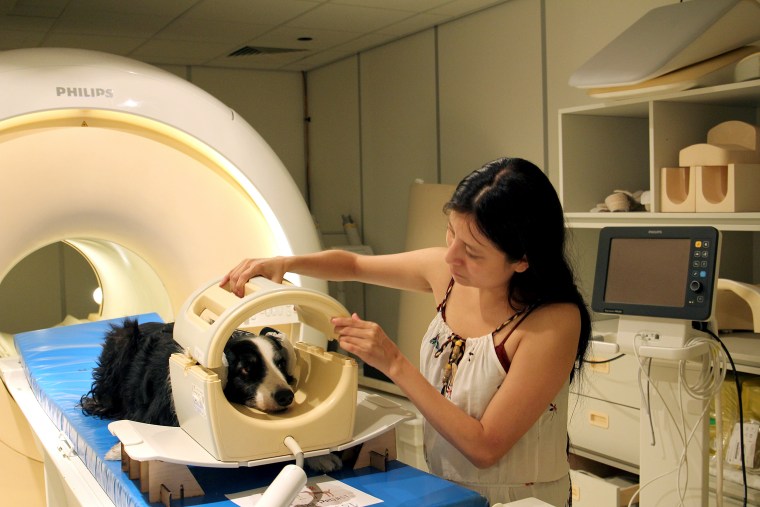 A trained dog in the MRI scanner.