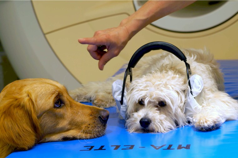 The dogs are trained to stay motionless during the scans.