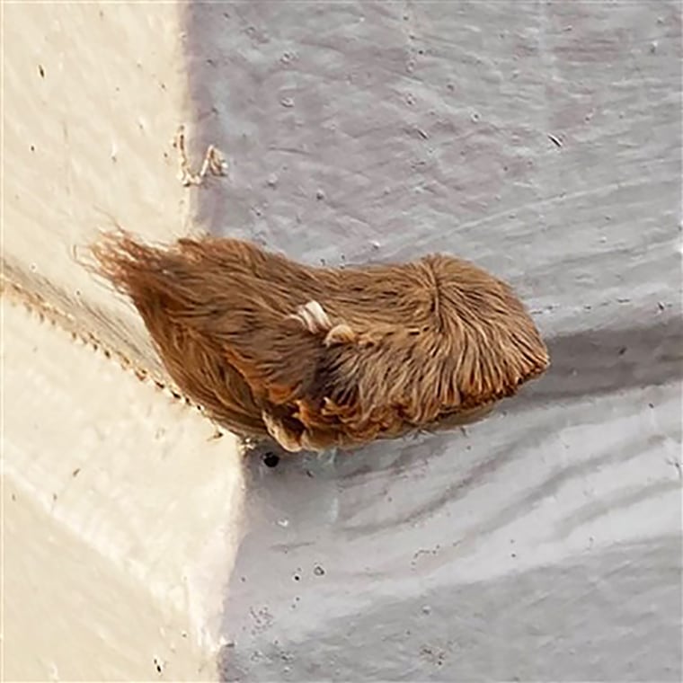 Ren Oliver encountered a puss caterpillar last month in Tappahannock, Virginia.