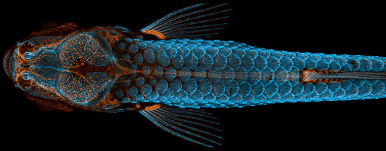 Daniel Castranova, assisted by Bakary Samasa while working in the lab of Dr. Brant Weinstein at the National Institutes of Health, took the top prize for his artfully rendered and technically immaculate photo of a juvenile zebrafish. The image is a dorsal view of the head of a fish with fluorescently \"tagged\" skeleton, scales (blue) and lymphatic system (orange), taken using confocal microscopy and image-stacking.
This image is particularly significant because it was taken as part of an imaging effort that helped Castranova's team make a groundbreaking discovery - zebrafish have lymphatic vessels inside their skull that were previously thought to occur only in mammals. Their occurrence in fish, a much easier subject to raise, experiment with, and photograph, could expedite and revolutionize research related to treatments for diseases that occur in the human brain, including cancer and Alzheimer's.
Castranova stitched together more than 350 individual images to create this single s