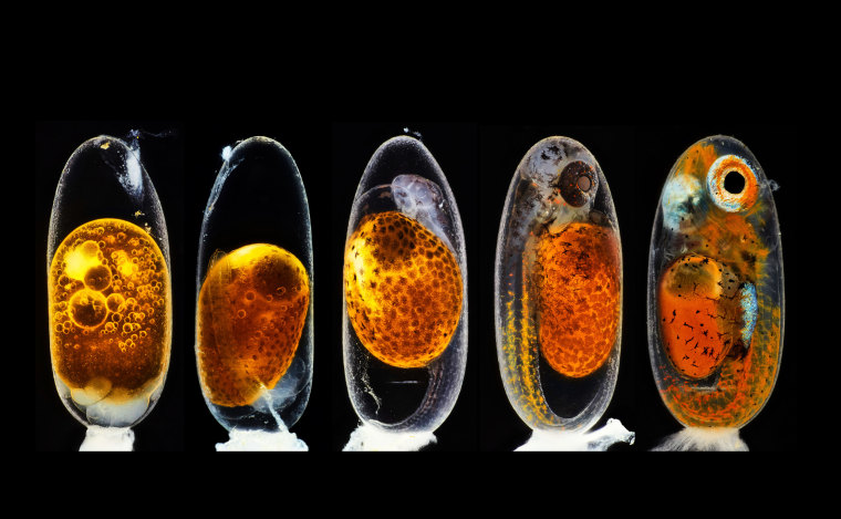 Embryonic development of a clownfish (Amphiprion percula) on days 1, 3 (morning and evening), 5, and 9.