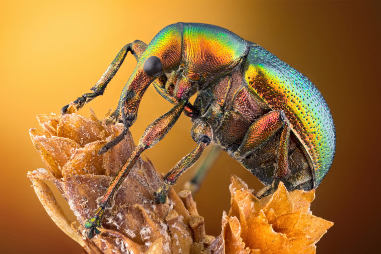 Leaf roller weevil