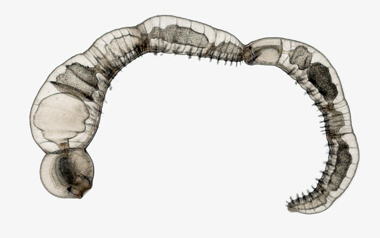 Chain of daughter individuals from the asexually reproducing annelid species (Chaetogaster diaphanus).