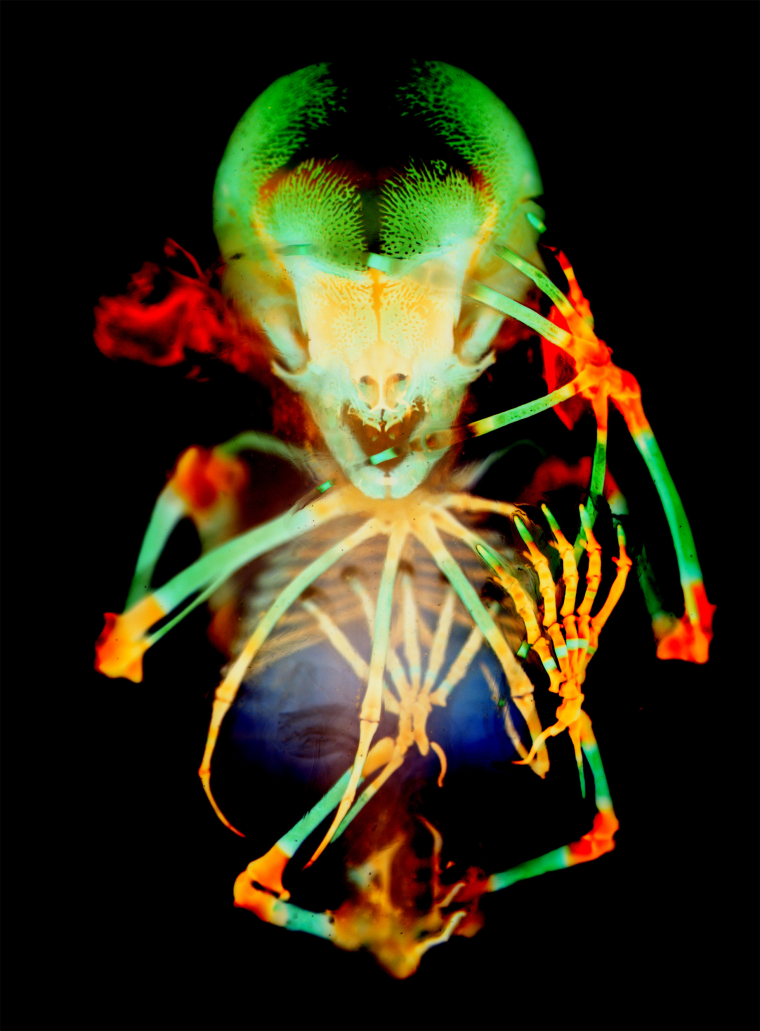 Skeleton preparation of a short-tailed fruit bat embryo.