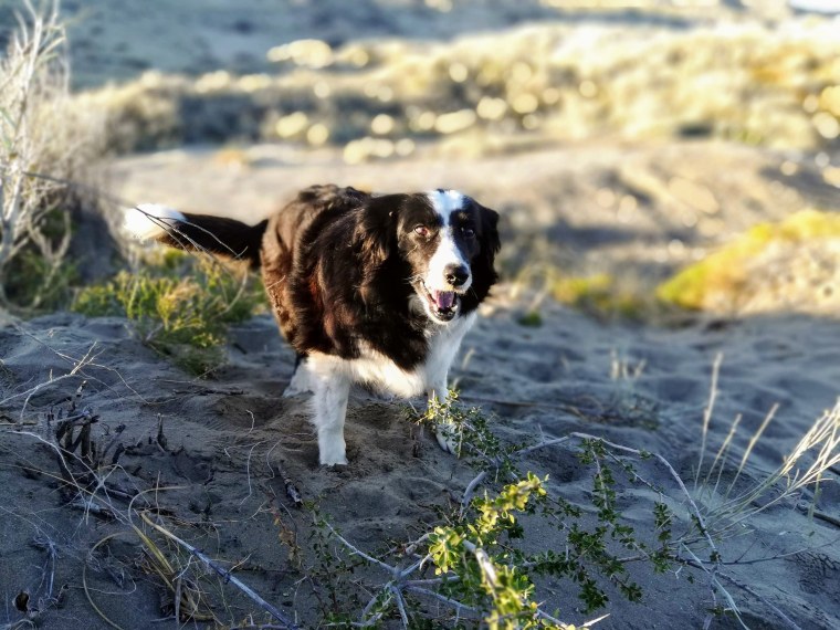 The study participants included 37 border collies.
