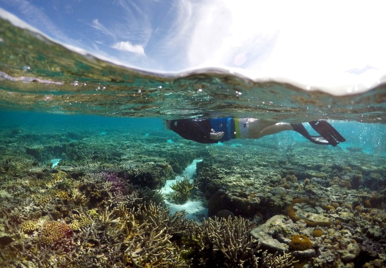 Image: Coral on Lady Elliot Island on the Great Barrier Reef in Queensland, Australia.