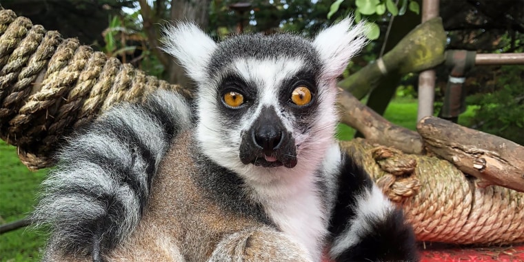 Image: Maki, the Lemur