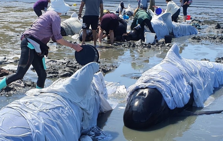 People tend to stranded whales in the Coromandel, New Zealand on Saturday.