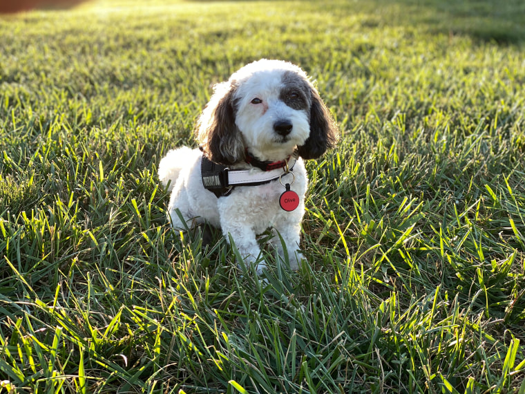 2020 Therapy Dog of the Year, Olive