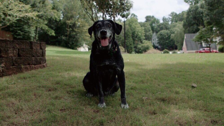 2020 Military Dog of the Year, Blue