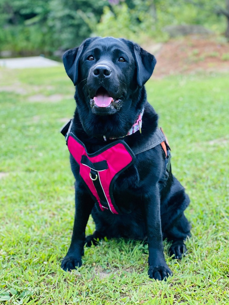 2020 Service Dog of the Year, Dolly Pawton