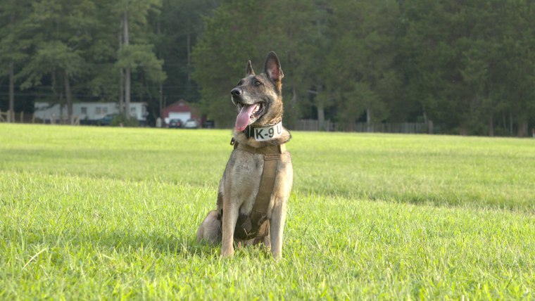 Cody, 2020 Law Enforcement Dog of the Year