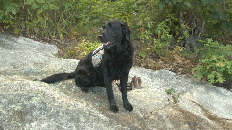 2020 Guide/Hearing Dog of the Year, Aura