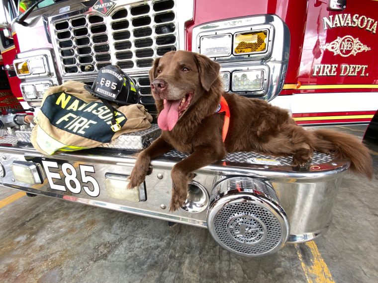 2020 Search and Rescue Dog of the Year, Remington