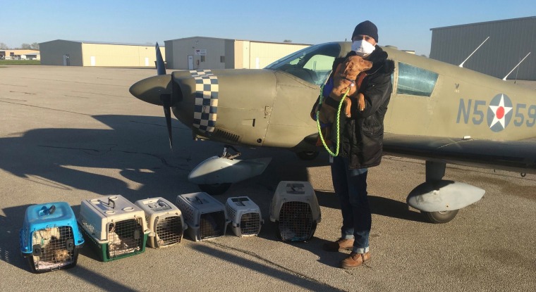 Eduard Seitan prepares to fly dogs and cats in crates to safety.