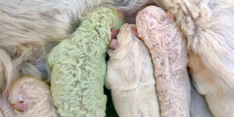 Image: Puppy with green fur born in Sardinia