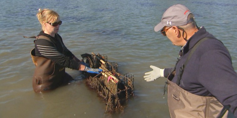 Harry Smith and Laura Brown at her oyster farm. 