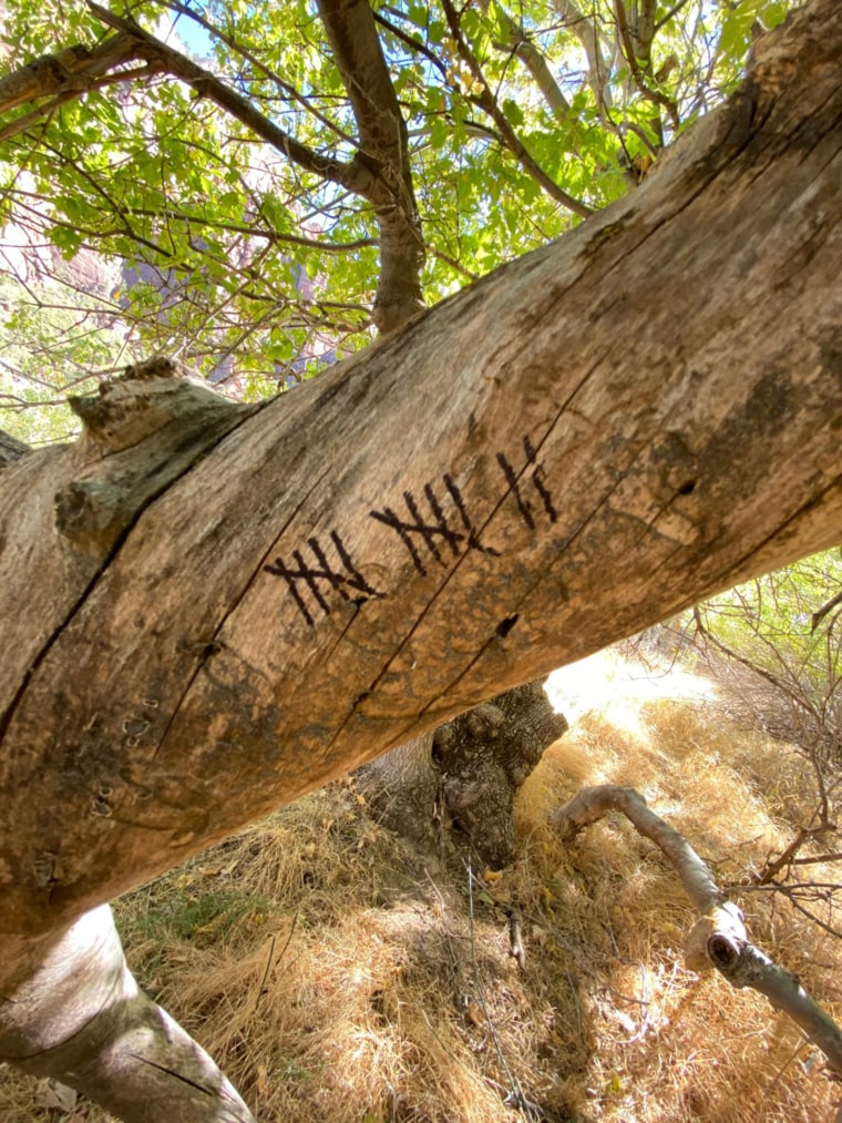 Holly Courtier kept track of the days with a Sharpie and a tree branch after entering Zion National Park without a cell phone or functioning watch, her sister said. 