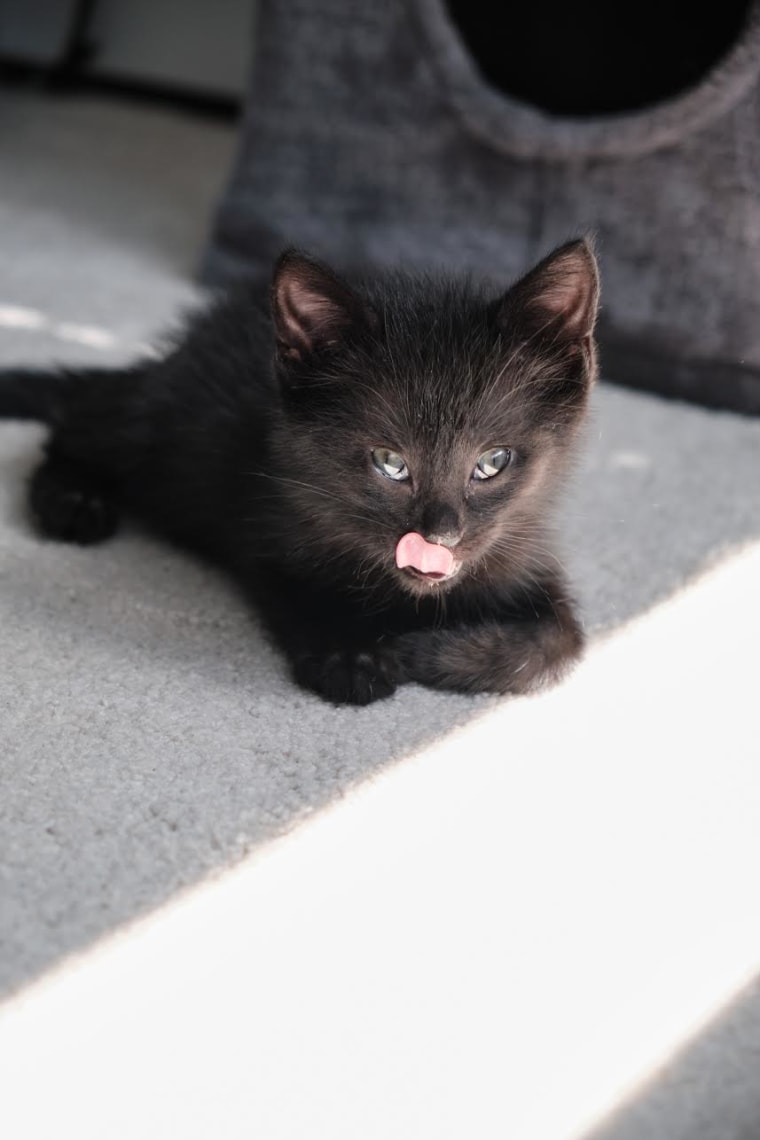 Black cats are often adopted last. Kitten finds luck before Halloween