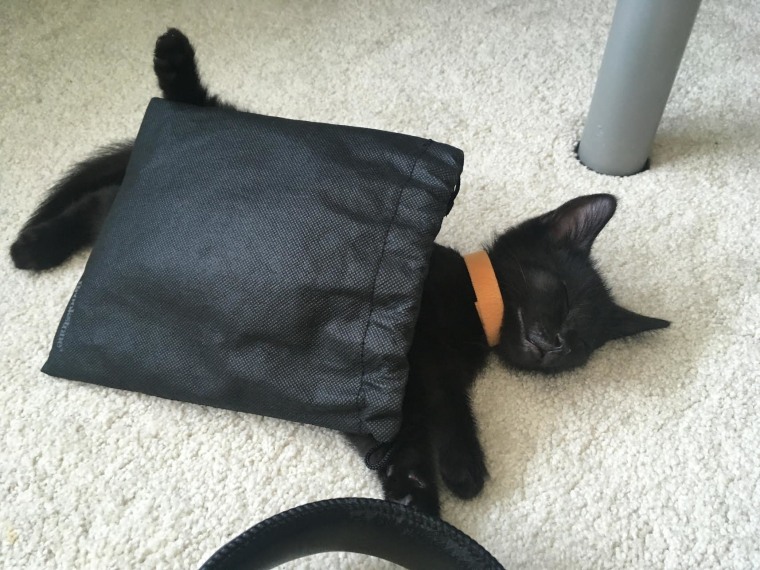 Black cats are often adopted last. Kitten finds luck before Halloween