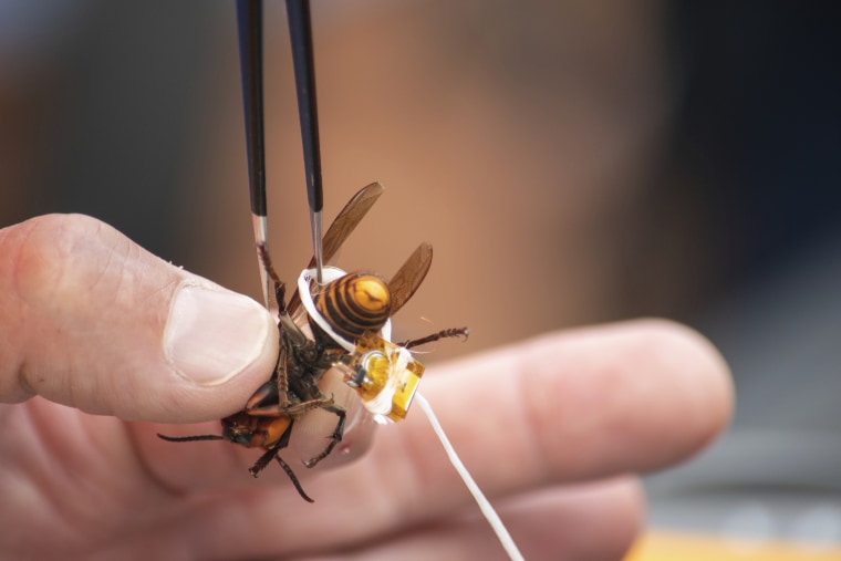 In this Oct. 7, 2020, photo provided by the Washington State Department of Agriculture, a live Asian giant hornet is affixed with a tracking device before being released near Blaine, Washington.