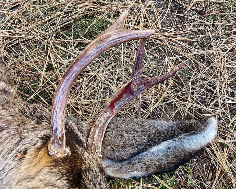 Blood stained antlers of a young buck deer that attacked a woman walking her dog on a wooded trail