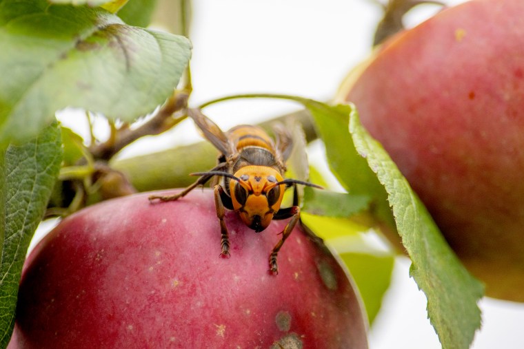 Image: A live Asian giant hornet with a tracking device affixed to it sits on an apple in a tree where it was placed, near Blaine, Wash., on Oct. 7.