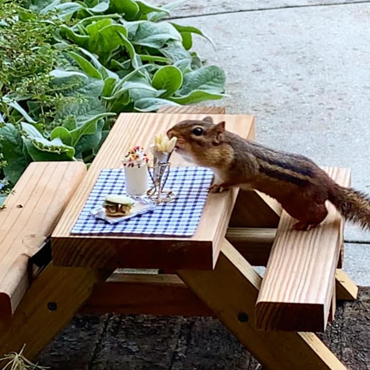 Meet Thelonious Munk, the chipmunk with a taste for the finer things in life.