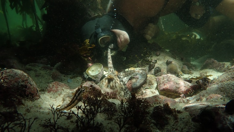 An octopus extends her tentacle to Craig Foster's mask.