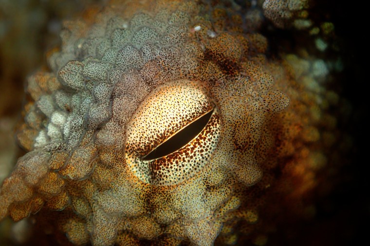 Close-up photo of an octopus eye.