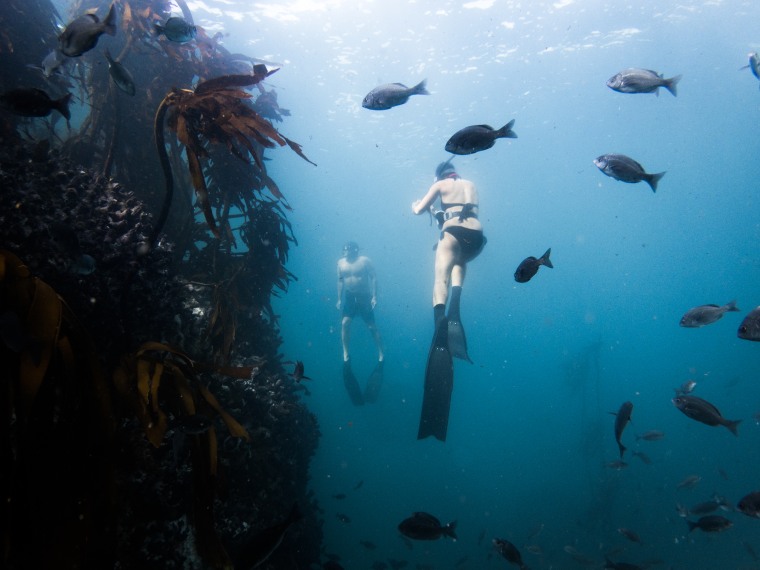 Craig Foster and Pippa Ehrlich freedive while filming "My Octopus Teacher."