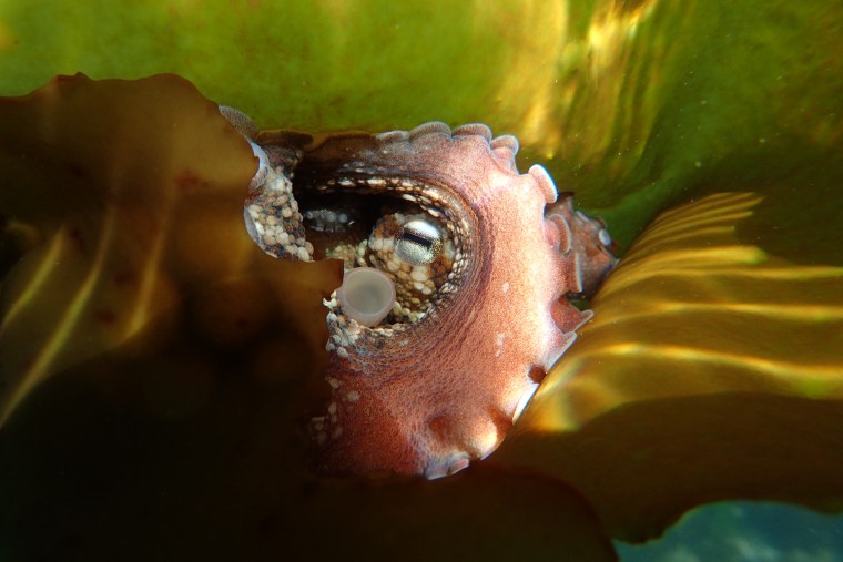 The octopus hides in kelp.