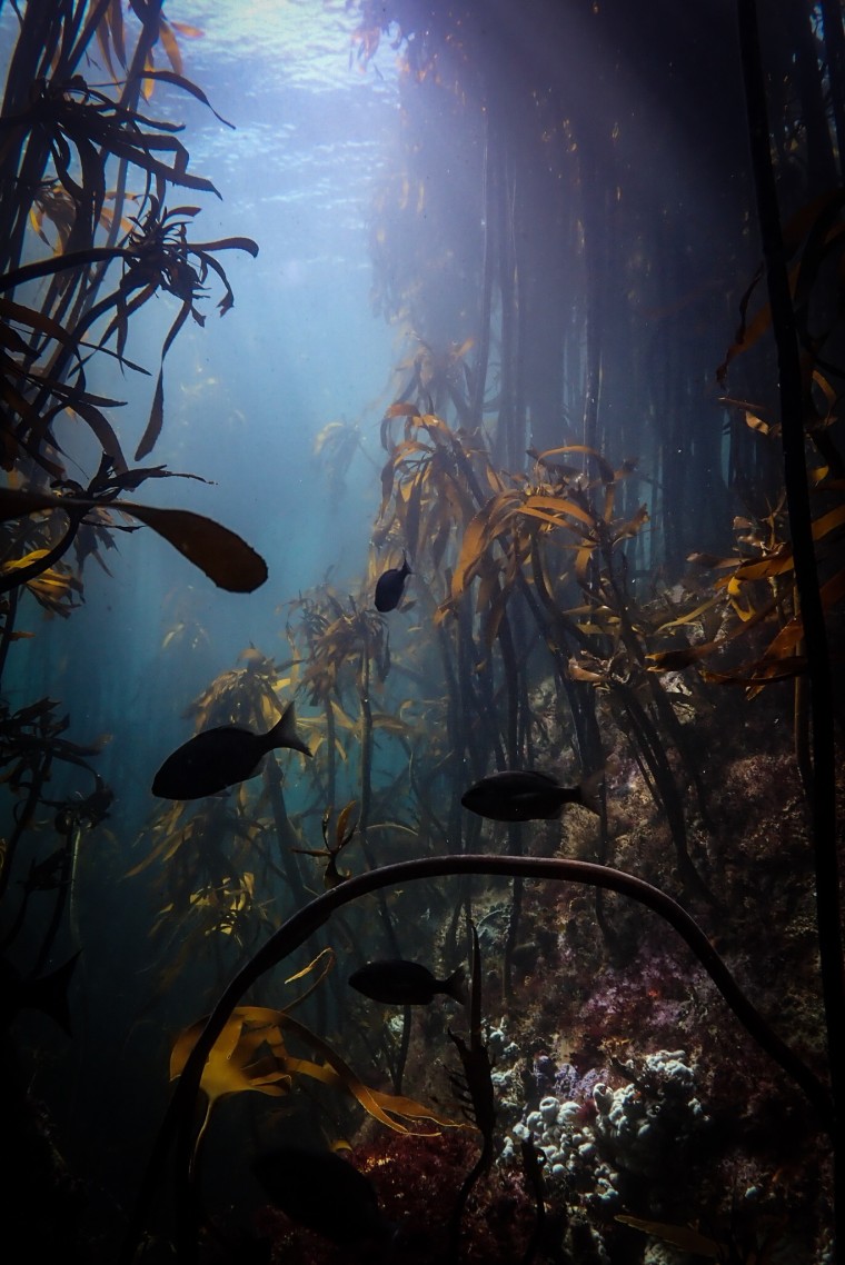 Fish swim in the Great African Sea Forest