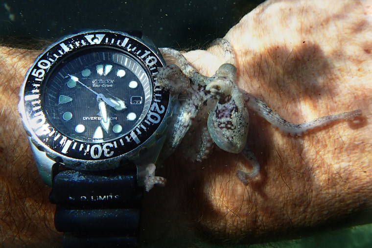 A baby octopus alights on Craig Foster's wrist.